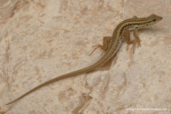 Ophisops elegans