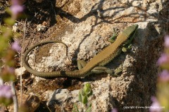 Phoenicolacerta laevis