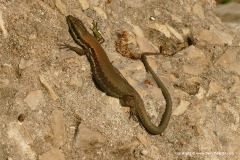Phoenicolacerta laevis