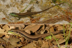 Phoenicolacerta laevis