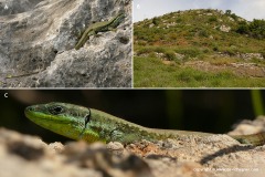 Phoenicolacerta laevis