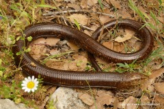 Pseudopus apodus