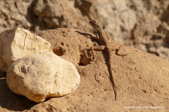 Pseudotrapelus sinaitus