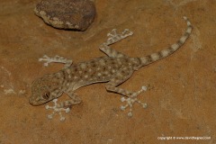 Ptyodactylus guttatus
