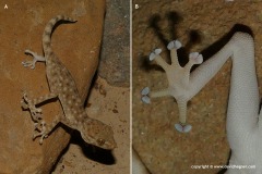 Ptyodactylus guttatus