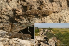 Ptyodactylus guttatus