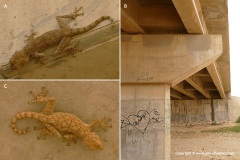 Ptyodactylus guttatus