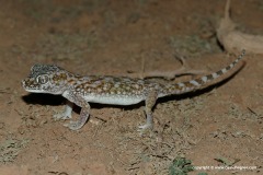 Stenodactylus doriae