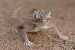 Stenodactylus doriae