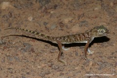 Stenodactylus doriae