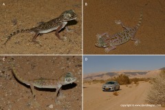 Stenodactylus doriae