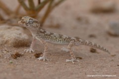 Stenodactylus sthenodactylus