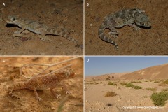 Stenodactylus sthenodactylus