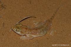 Stenodactylus petrii