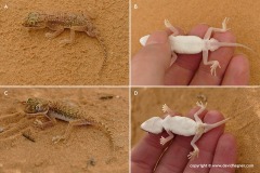 Stenodactylus petrii