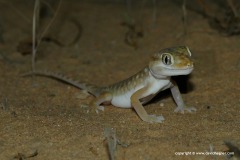 Stenodactylus petrii