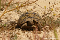 Testudo graeca