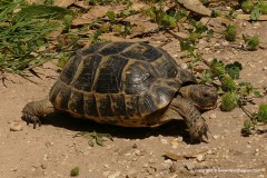 Testudo graeca