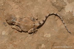 Trapelus pallidus agnetae