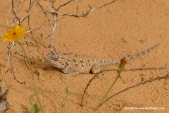Trapelus savignii