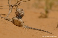 Trapelus savignii