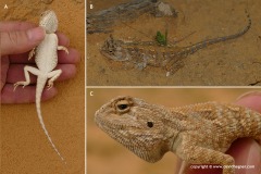Trapelus savignii