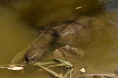 Trionyx triunguis