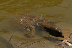 Trionyx triunguis