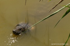 Trionyx triunguis