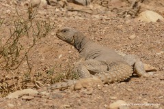 Uromastyx aegyptia