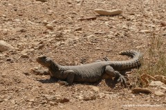 Uromastyx aegyptia