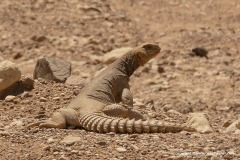 Uromastyx aegyptia