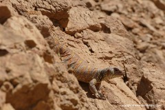 Uromastyx ornata