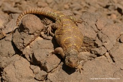 Uromastyx ornata