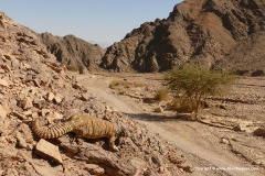 Uromastyx ornata