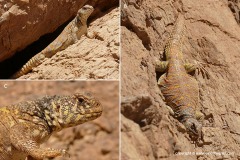 Uromastyx ornata