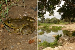 Pelophylax bedriagae