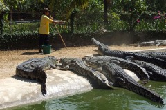 Langkawi Crocodile Farm