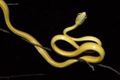 Ahaetulla prasina