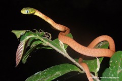 Boiga cyanea