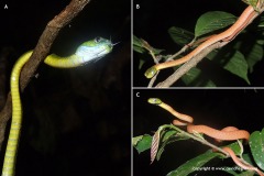 Boiga cyanea