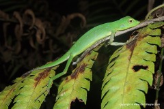 Bronchocela rayaensis