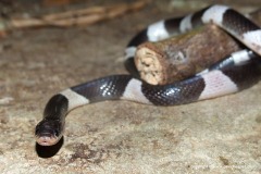 Bungarus candidus