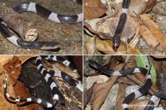 Bungarus candidus