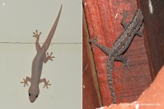 Hemidactylus frenatus