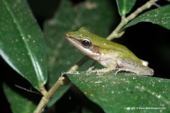 Hylarana labialis