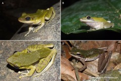 Hylarana labialis