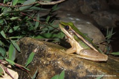 Hylarana erythraea