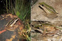 Hylarana erythraea