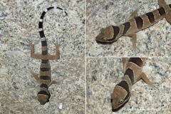 Cyrtodactylus macrotuberculatus